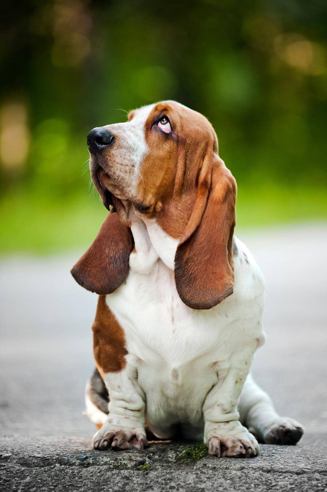 Basset hound sitting and looking up