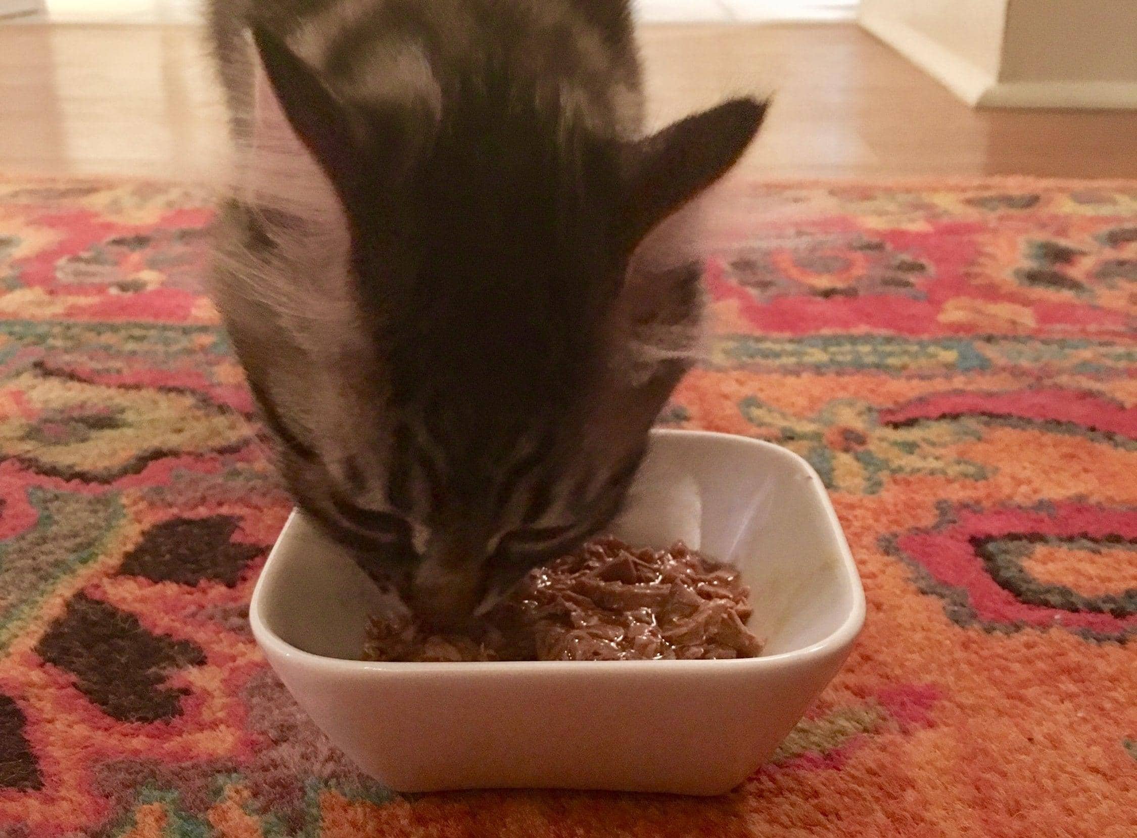 Striped cat eating wet cat food out of food dish