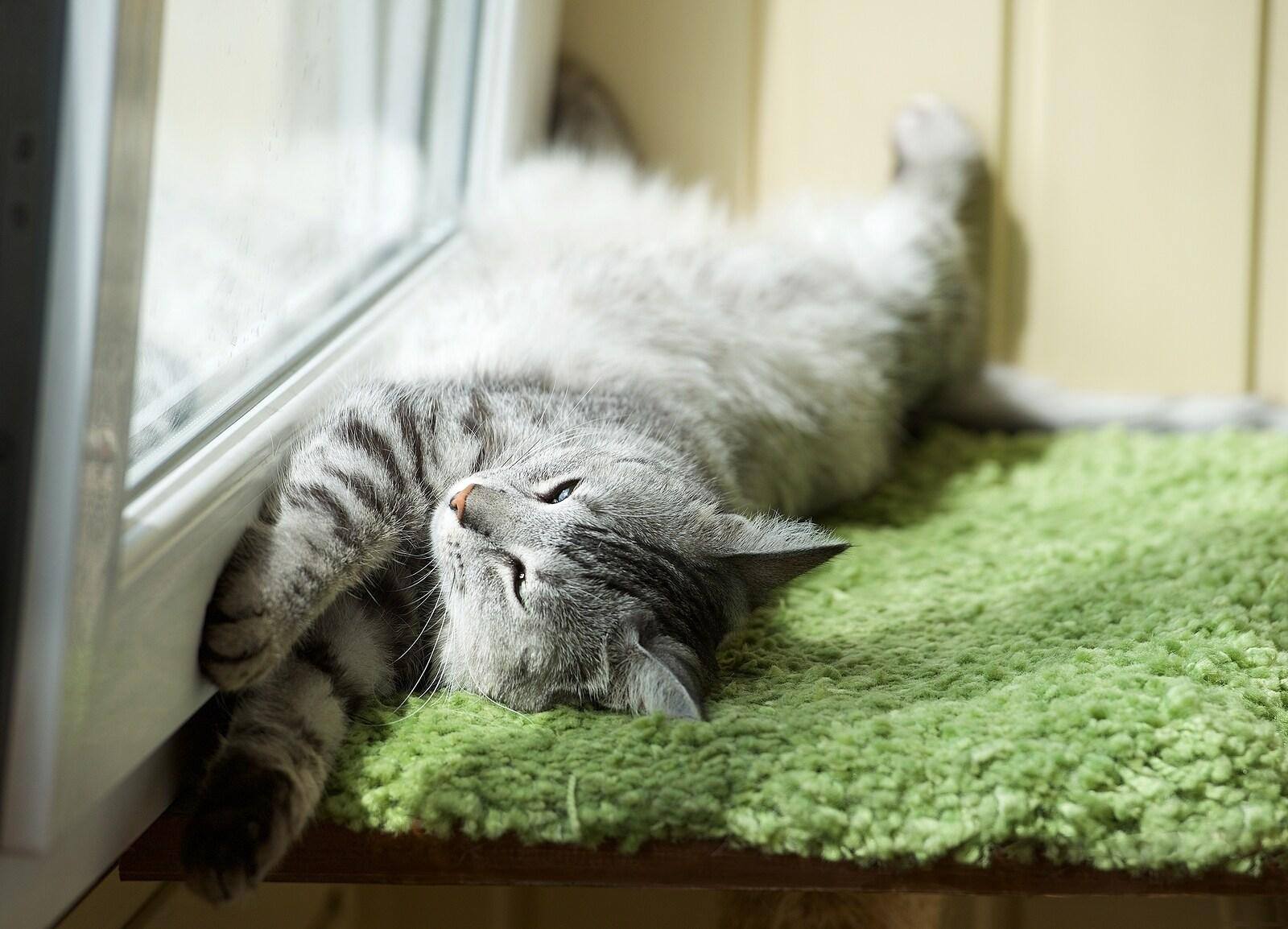 Cat stretched out in front of a window on green carpet.