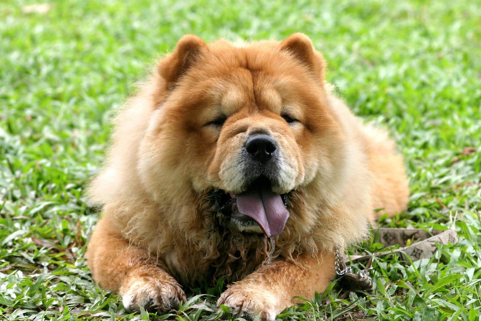 A portrait of a brown chow chow lying in the grass