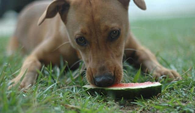 dog-eating-watermelon Brown dog lying down eating a watermelon slice in the grass
