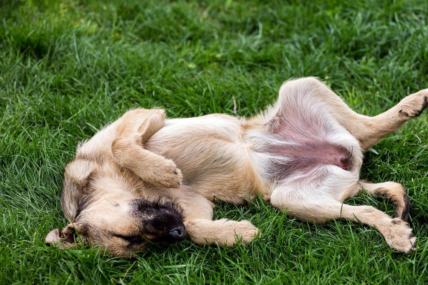 dog-rolling-around-in-grass Brown dog rolling around in grass