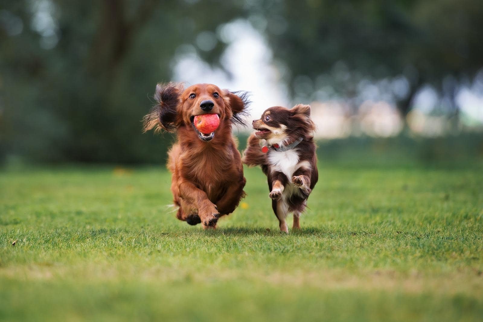 Long-haired dashchund with an apple in his mouth runs, while smaller brown dog runs along side.