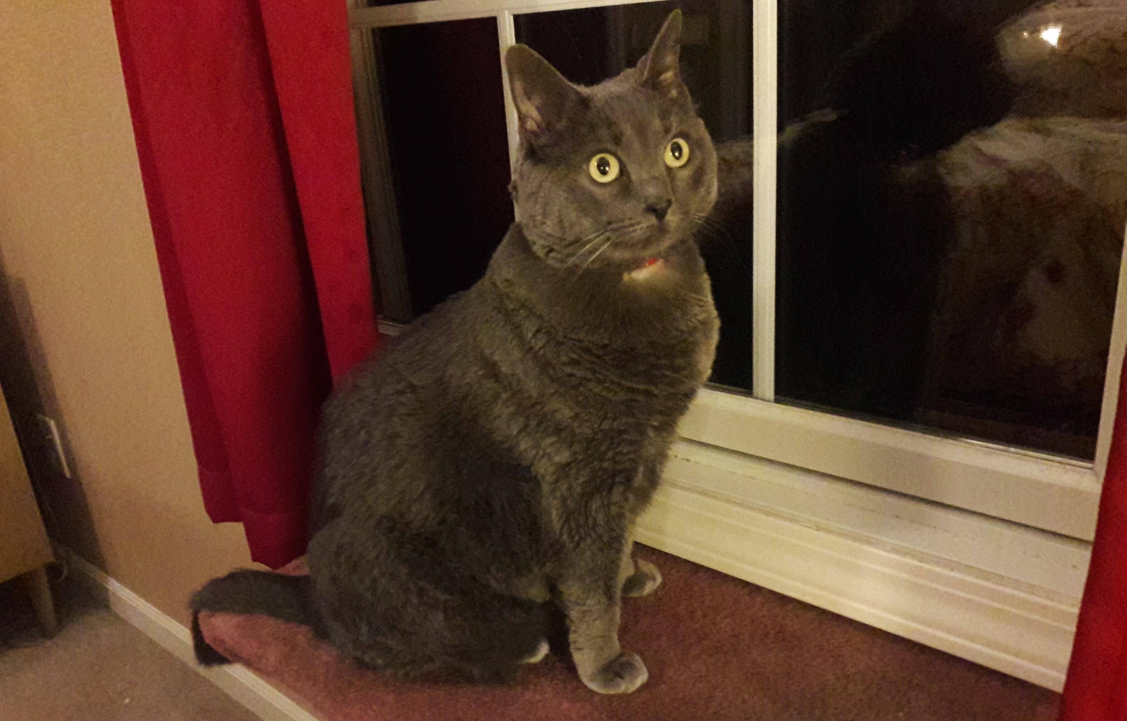 Gray-cat-sitting-on-diy-cat-perch Gray cat sitting on diy cat perch by window.