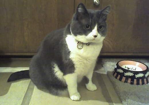 Gray and white cat next to food dish with with fish on it