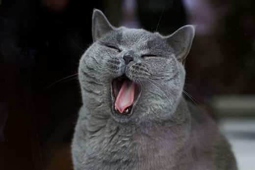 Yawning cat has bad breath.