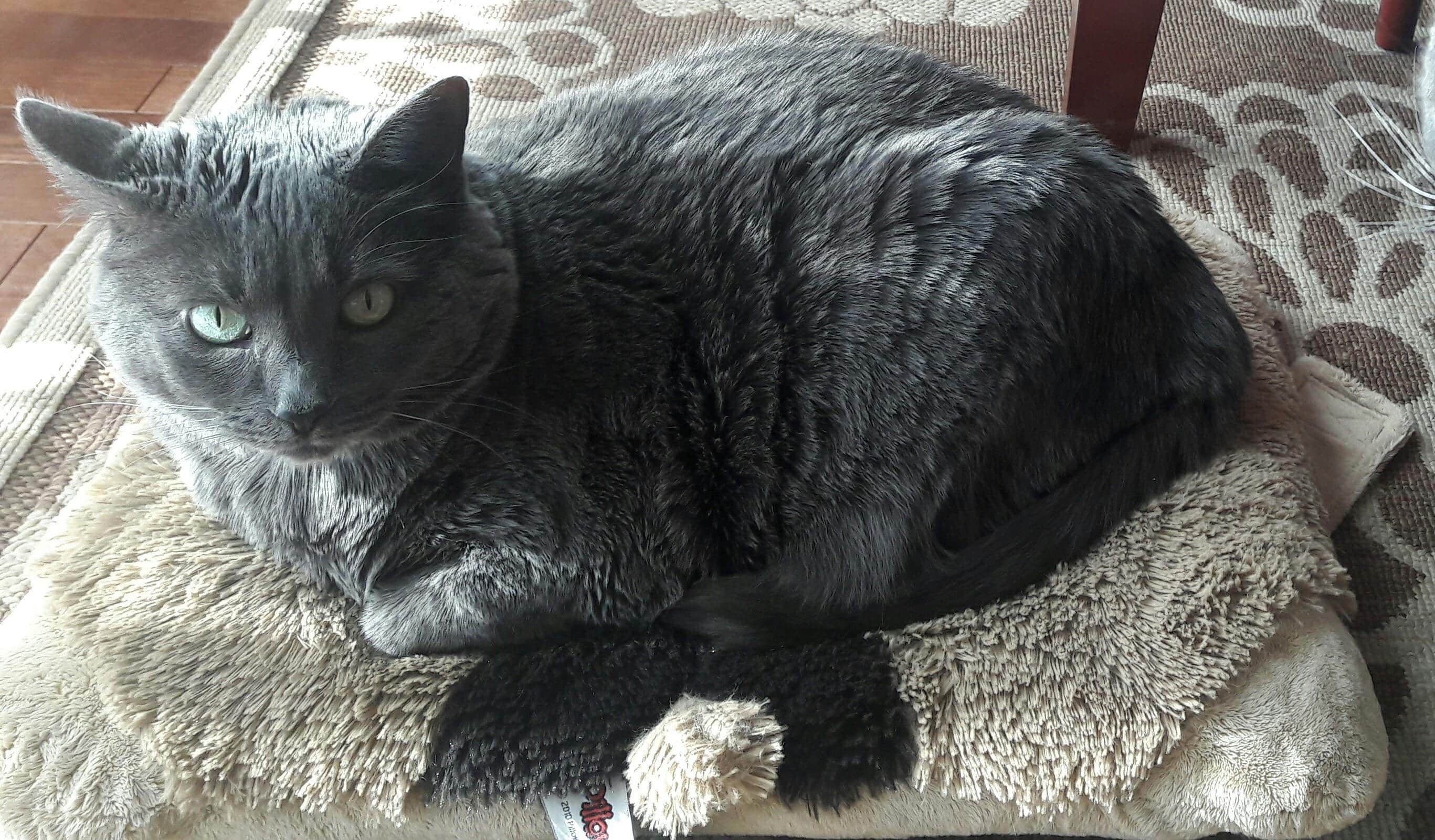 Gray cat resting on a stuffed dog pillow.
