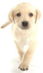 Dog image