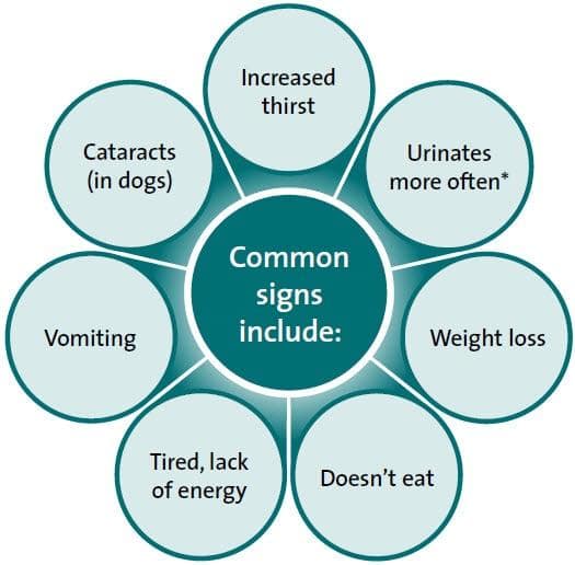 Diabetes common signs
