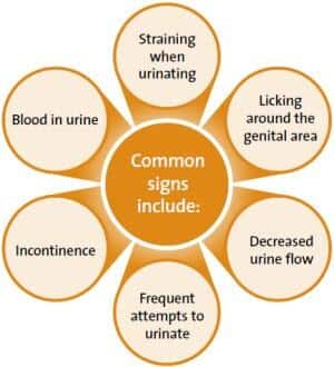 Common signs