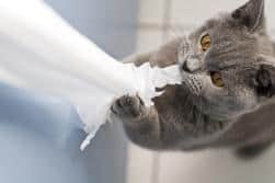 Gray cat chewing and pulling on toilet paper.