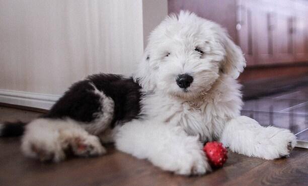 Old English Sheepdog puppy sitting on floor with a red ball