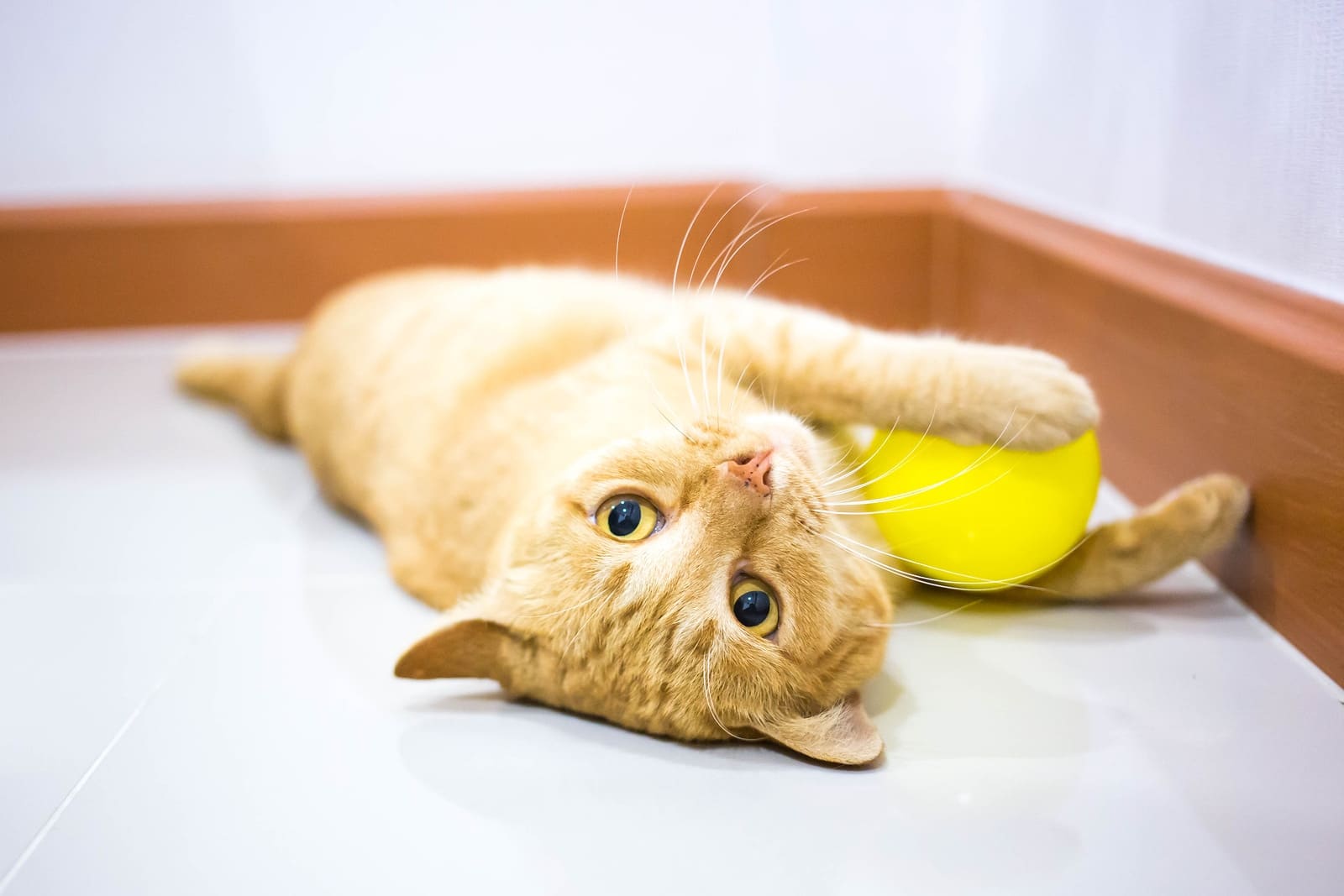 orange-tabby-kitten-playing-with-yellow-ball Orange tabby kitten lying down playing with yellow ball on floor