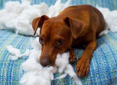 Brown dog lying on blue couch looks dejected after ripping a pillow apart.