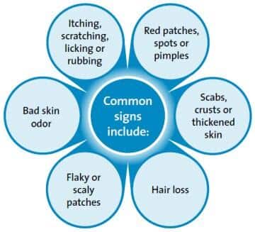 Common signs of dental disease