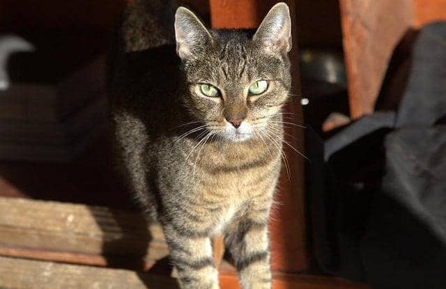 striped-barn-cat Striped barn cat with green eyes