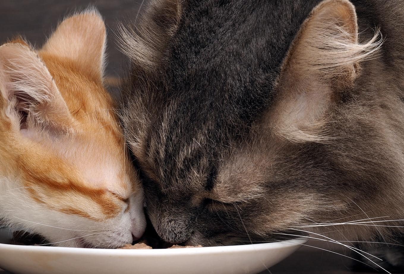 Two cats eat food off a white plate at the same time.