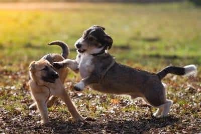Two puppies playing at the dog park.
