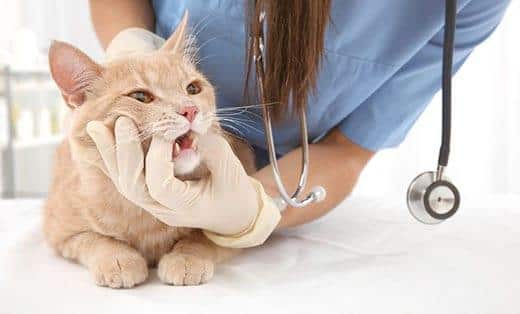Ginger cat about to have cat dental surgery