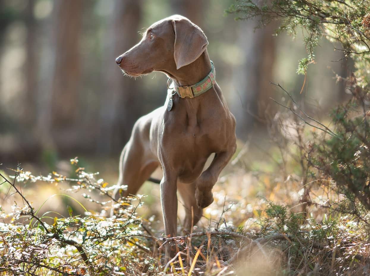 Weimaraner dog pointing on a walk in the sunlit woods