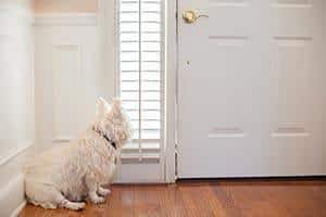 West Highland White Terrier waiting at the front door of a home