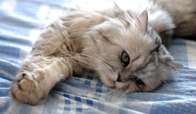 white-and-gray-cat-stretches-on-bed White and gray fluffy cat stretching on a bed.