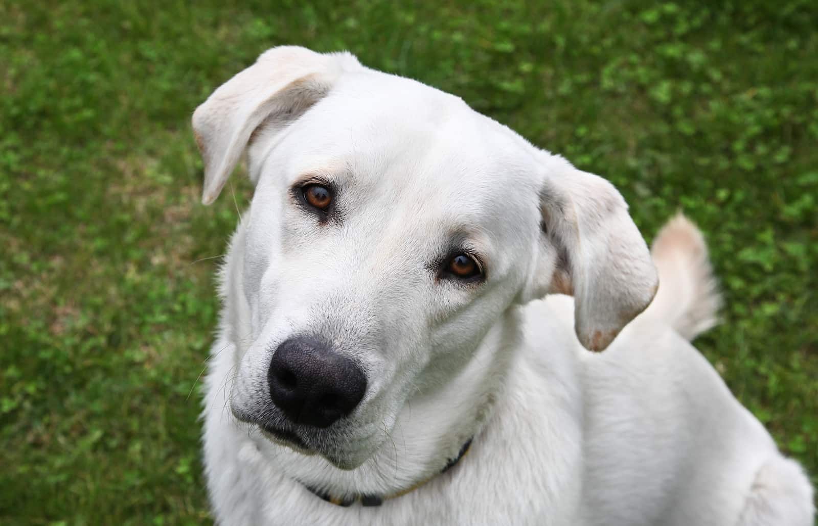 Curious golden retriever dog