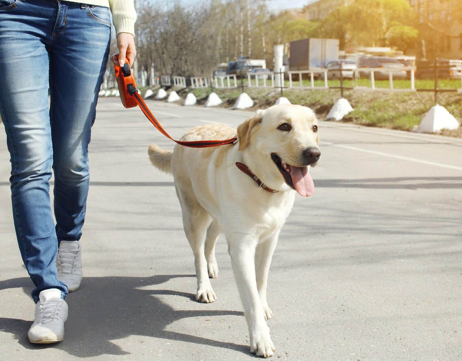 woman-walking-yellow-labrador Owner and yellow labrador retriever dog walking in the city.