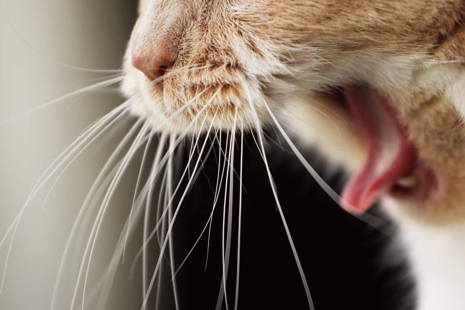 Close-up of a cat's mouth yawning