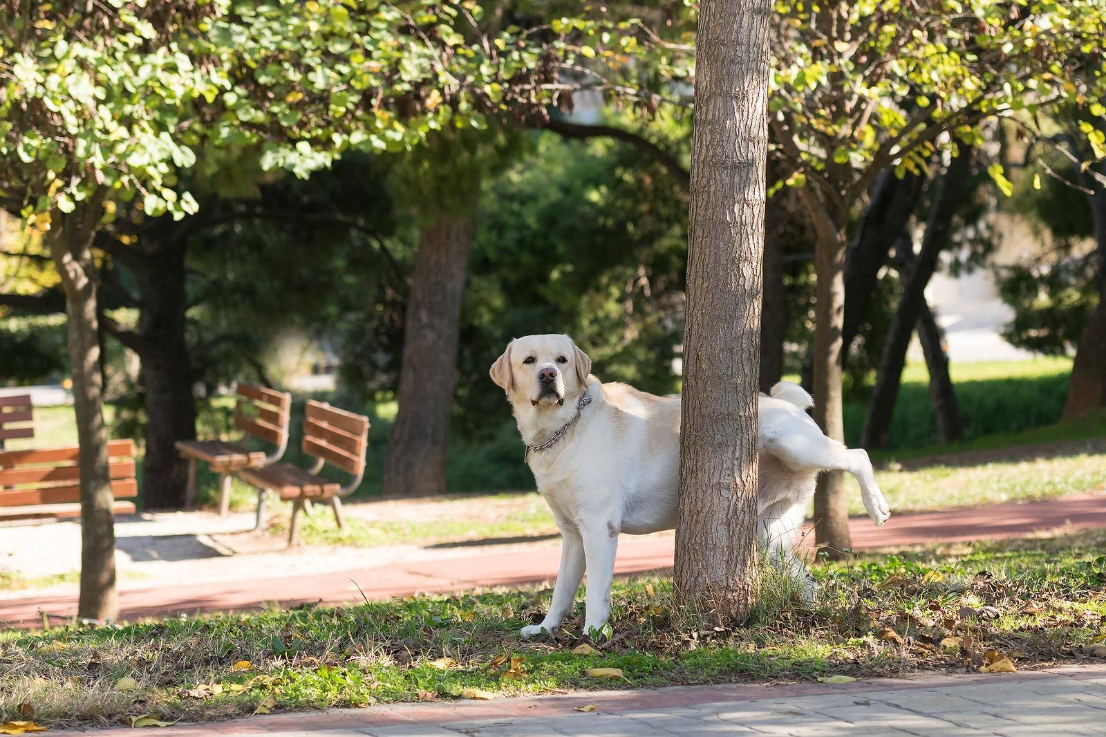 Yellow lab hiking leg to pee on a tree