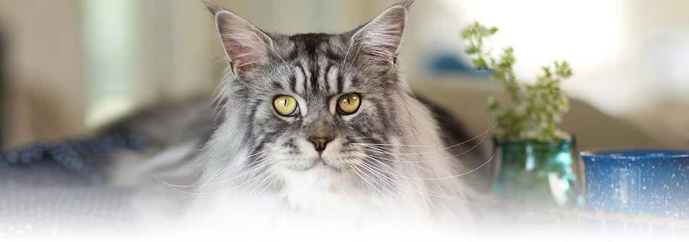 Photo of a Himalayan cat