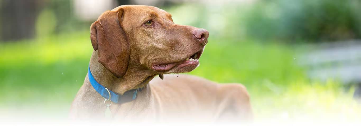 Photo of a Vizsla dog