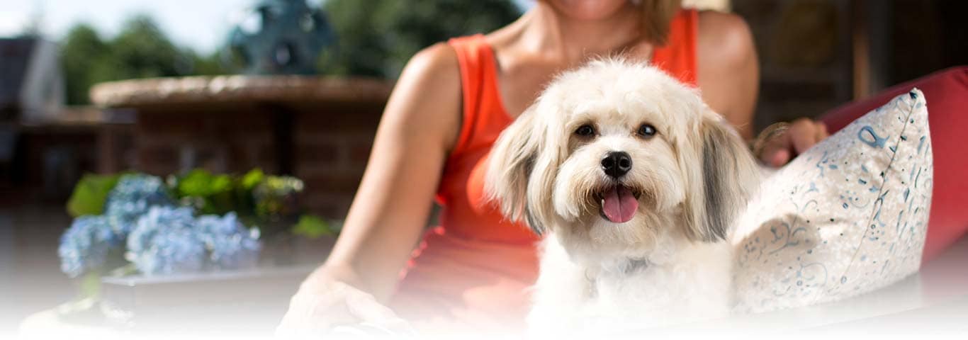 Photo of a Shih Tzu dog
