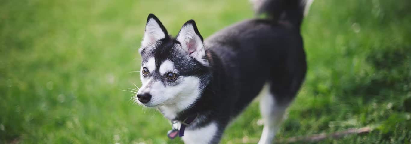 Photo of a Alaskan Klee Kai dog