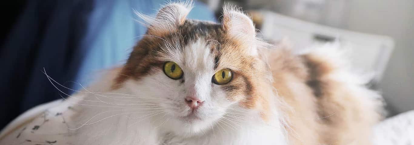 Photo of a American Curl cat