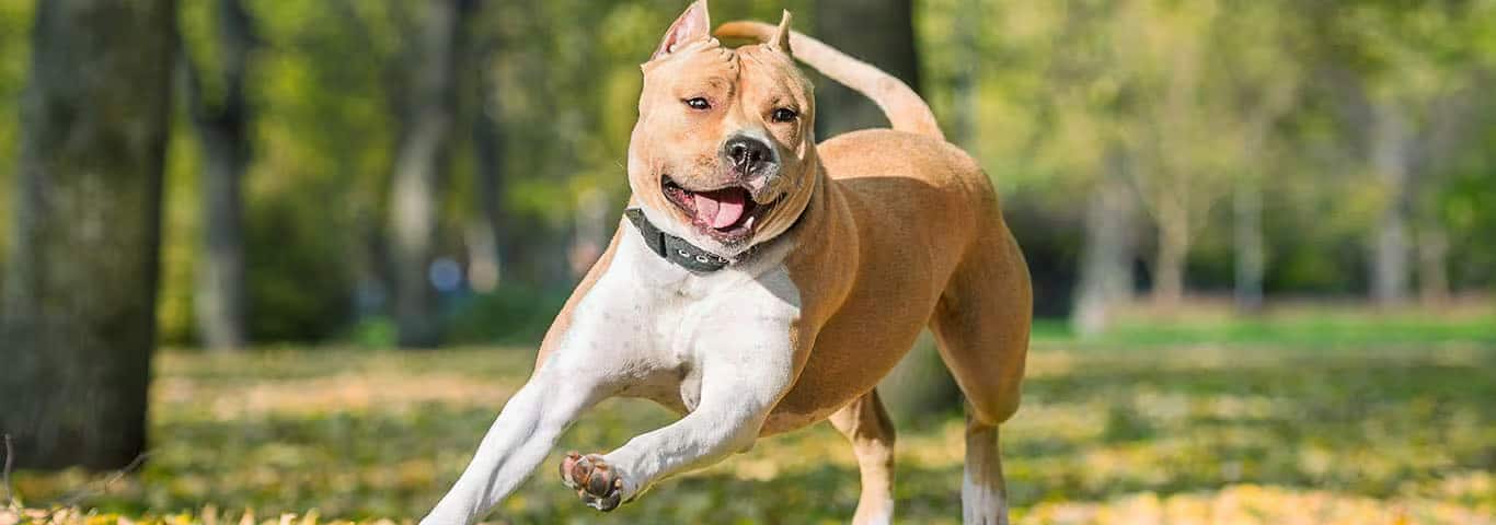 Photo of a American Staffordshire Terrier dog