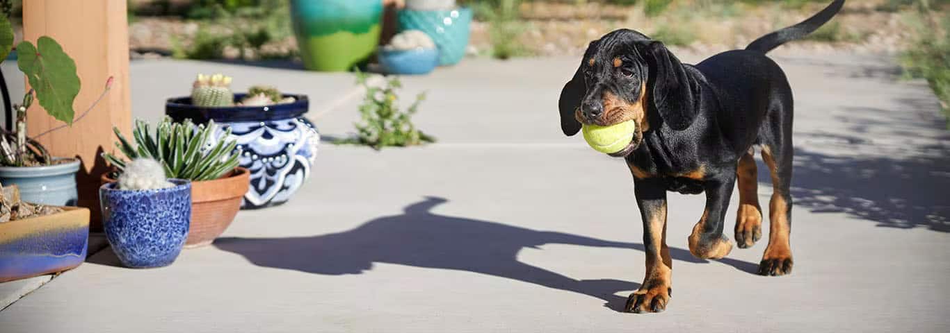 Photo of a Black And Tan Coonhound dog