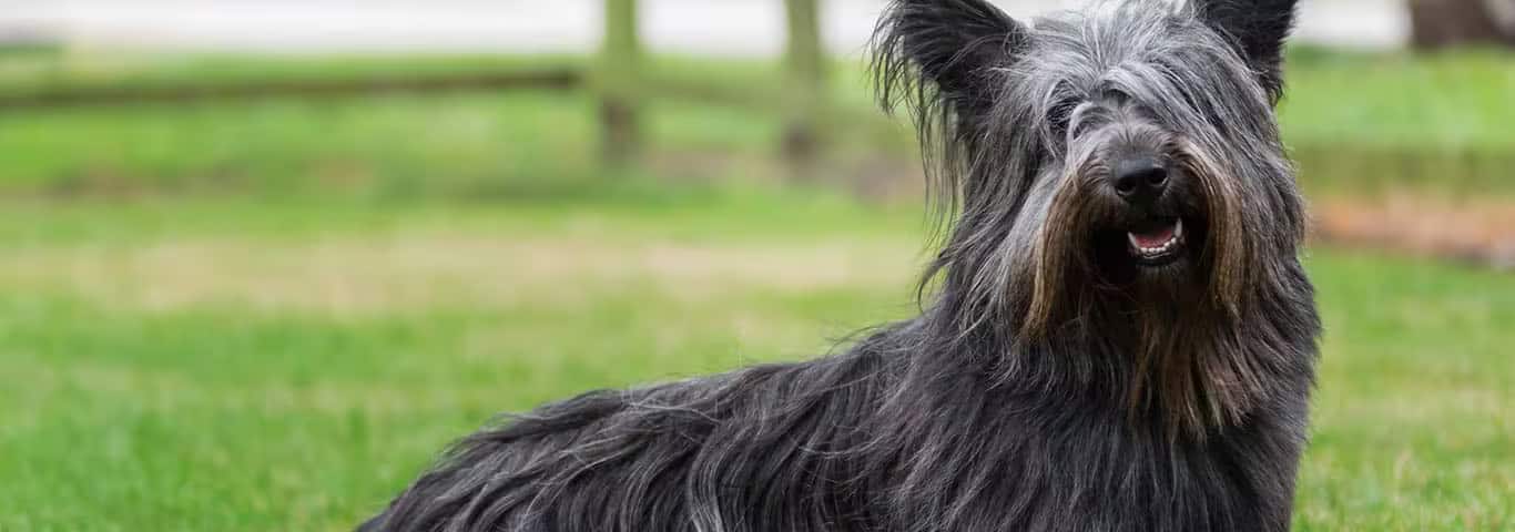 Photo of a Skye Terrier dog