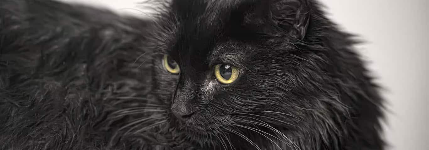 Photo of a Tiffany Cat cat