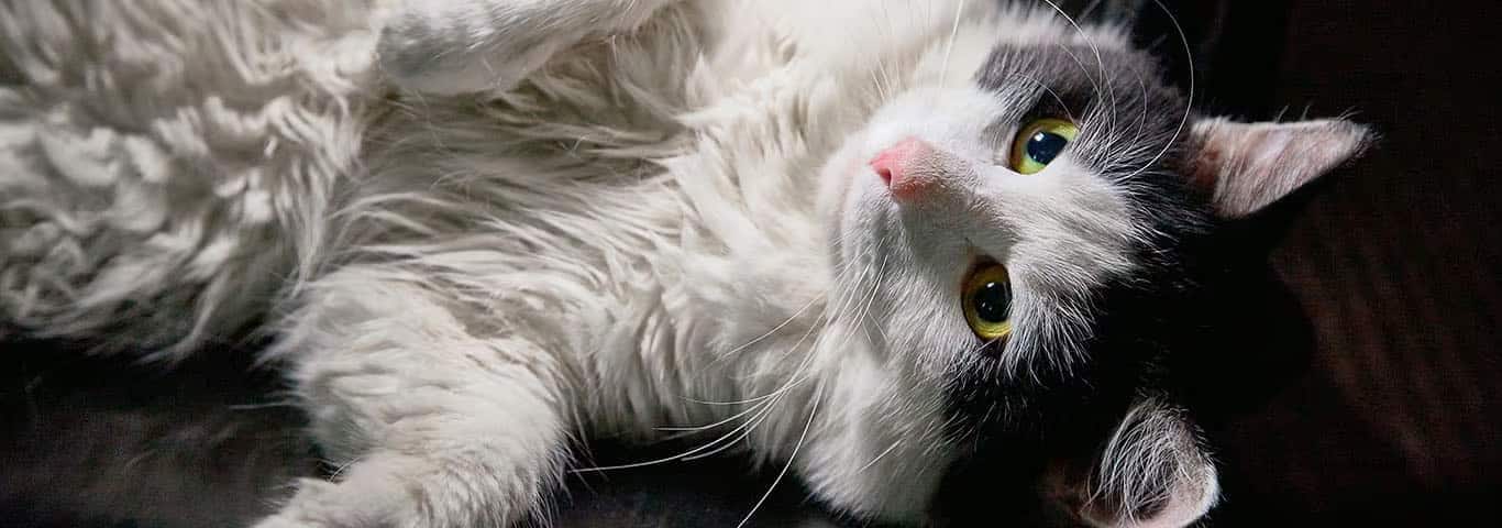 Photo of a Ragamuffin cat