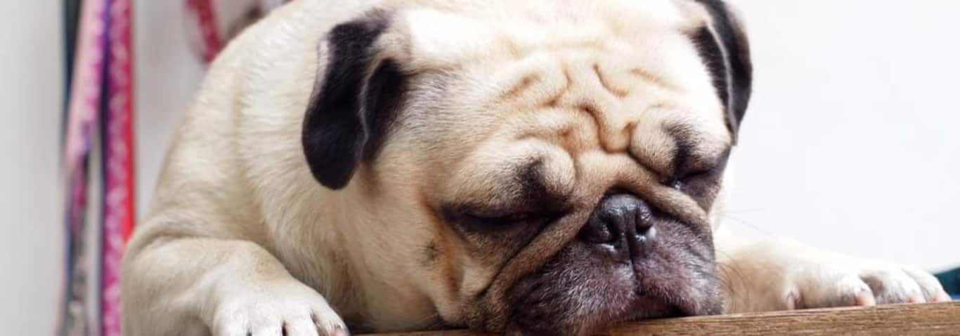 Photo of a Pug dog