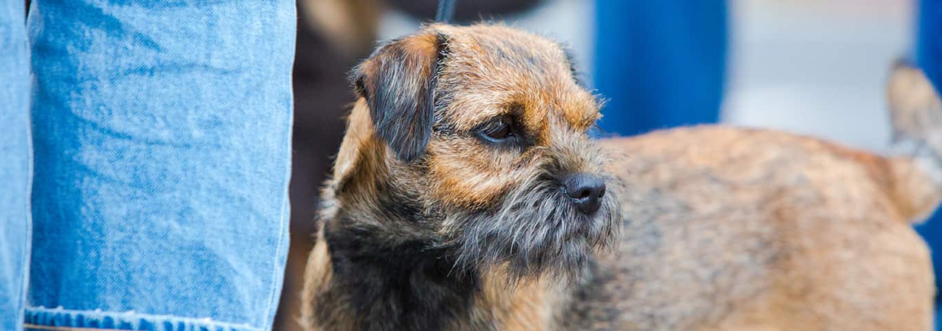 Photo of a Border Terrier dog