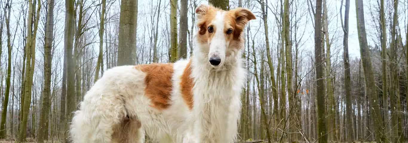 Photo of a Borzoi dog