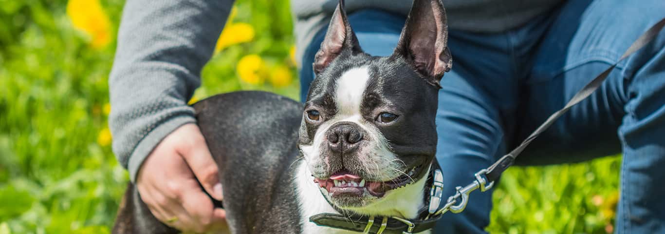 Photo of a Boston Terrier dog