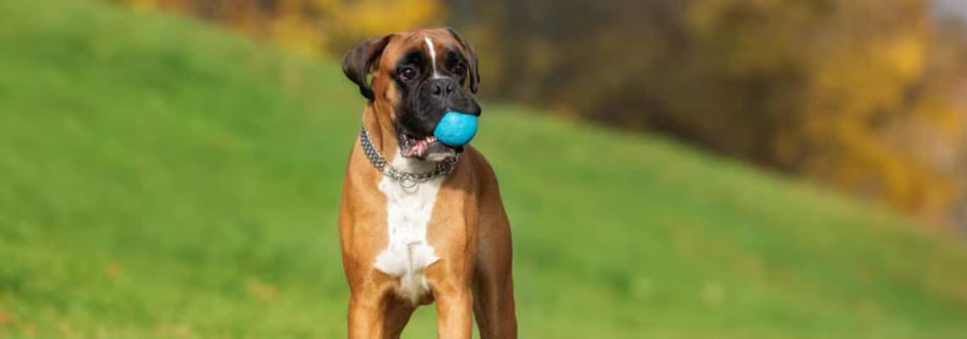 Photo of a Boxer dog