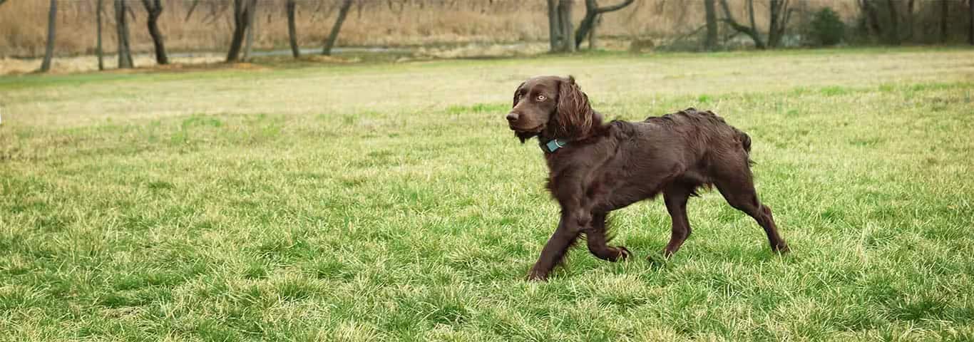 Photo of a Boykin Spaniel dog