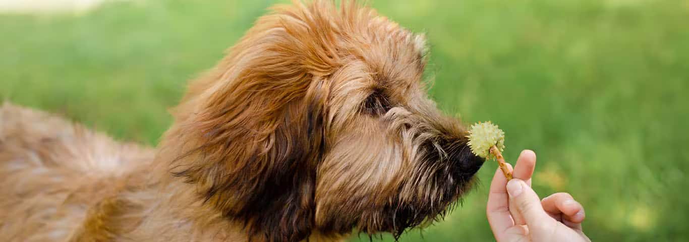 Photo of a Briard dog