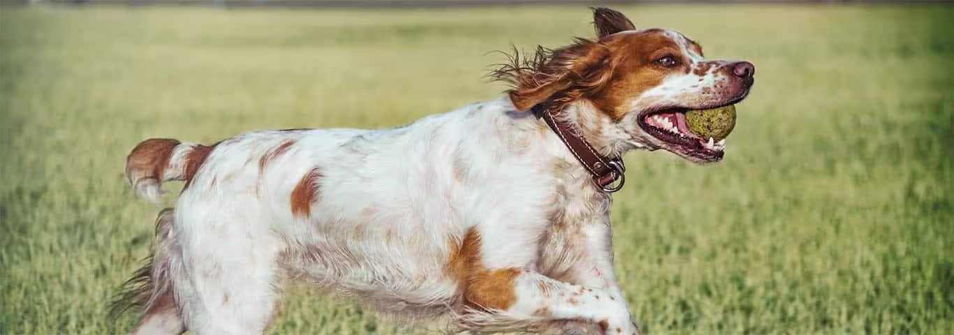 Photo of a Brittany dog