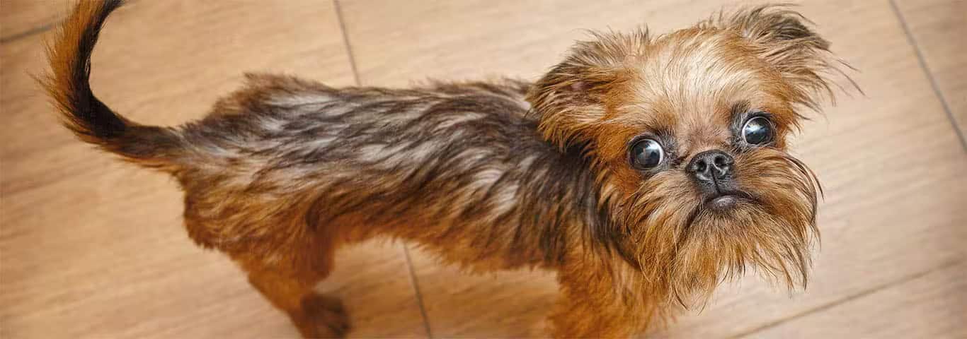 Photo of a Brussels Griffon dog