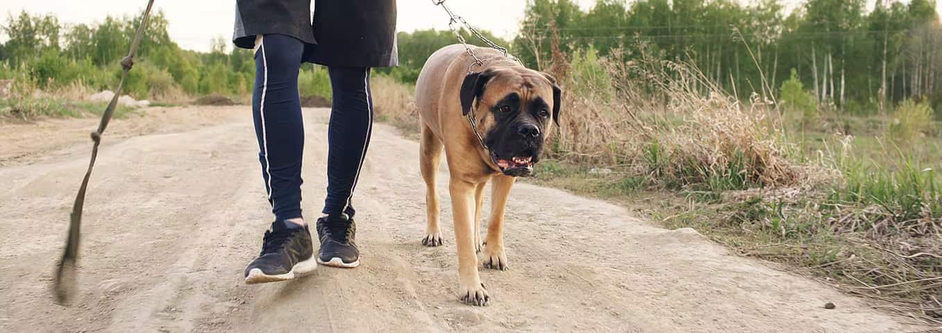Photo of a Bullmastiff dog